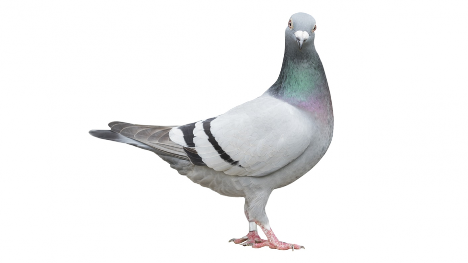 piccione