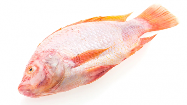 pesce