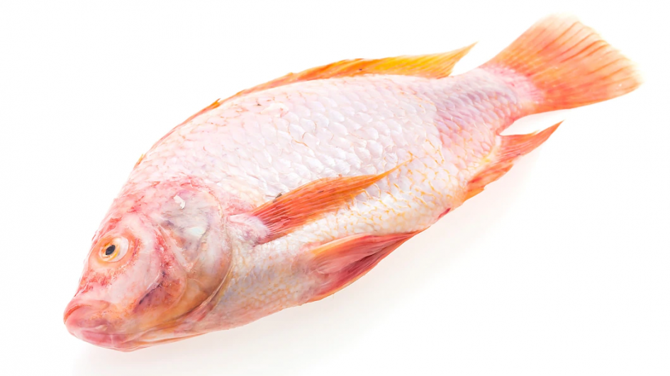 pesce